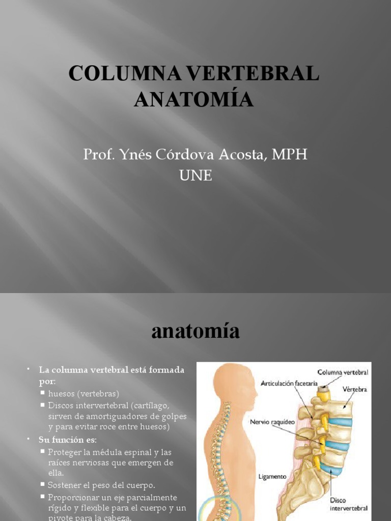 Columna Vertebral Anatomia | PDF | Vértebra | La columna vertebral