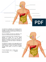 Sistema Digestivo