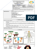 GUIA N°1 Naturales 5°PERIODO 4 NIVELES DE ORGANIZACION INTERNO DE LOS SERES V.