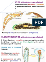 Biologia3 Reino Animalia - Filo Platelmintes