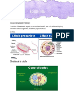 Fisiologia Acordion