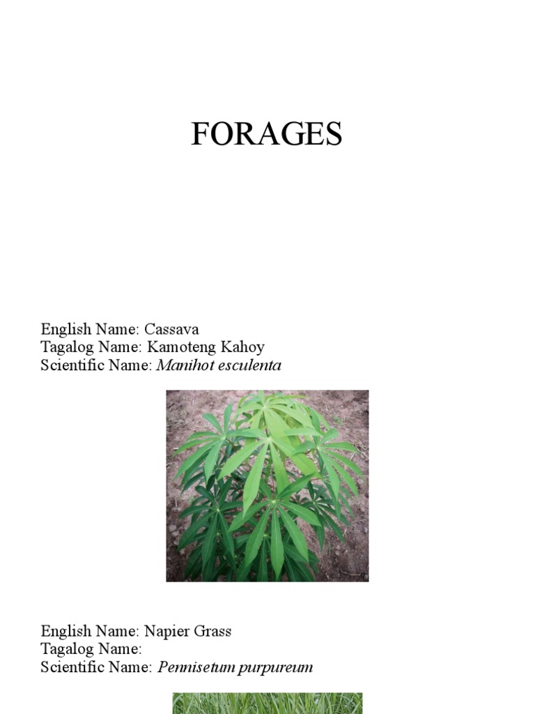 Forages Pdf