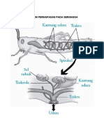 Organ Tubuh Serangga