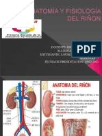 Anatomía y Fisiología Del Riñon