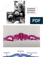 Hematopoese - Histologia