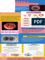 Célula Totipotencial