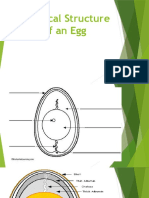 Physical Structure of An Egg Grade 10