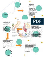 Lipidos Digestion