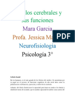 Lóbulos Cerebrales y Sus Funciones - Neurofisiologia