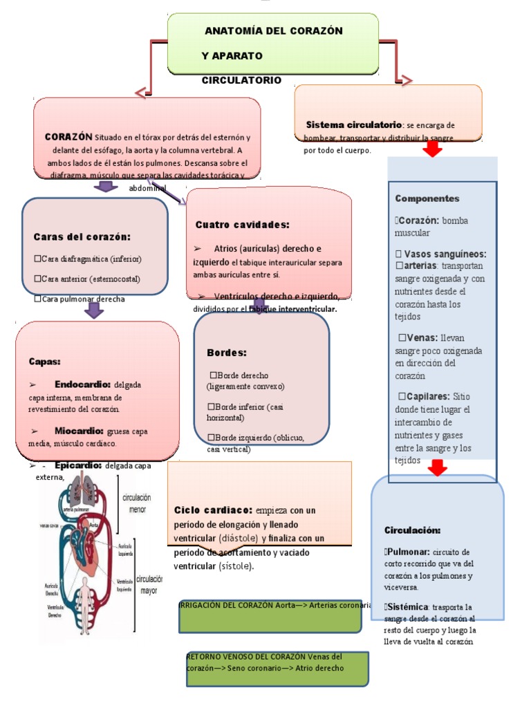Mapa Conceptual Sistema Circulatorio 4 Pdf Corazón Sistema