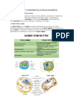 Organización Y Funciones de La Célula Eucariota