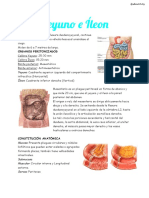 Resumen Yeyuno, Íleon e Intestino Grueso