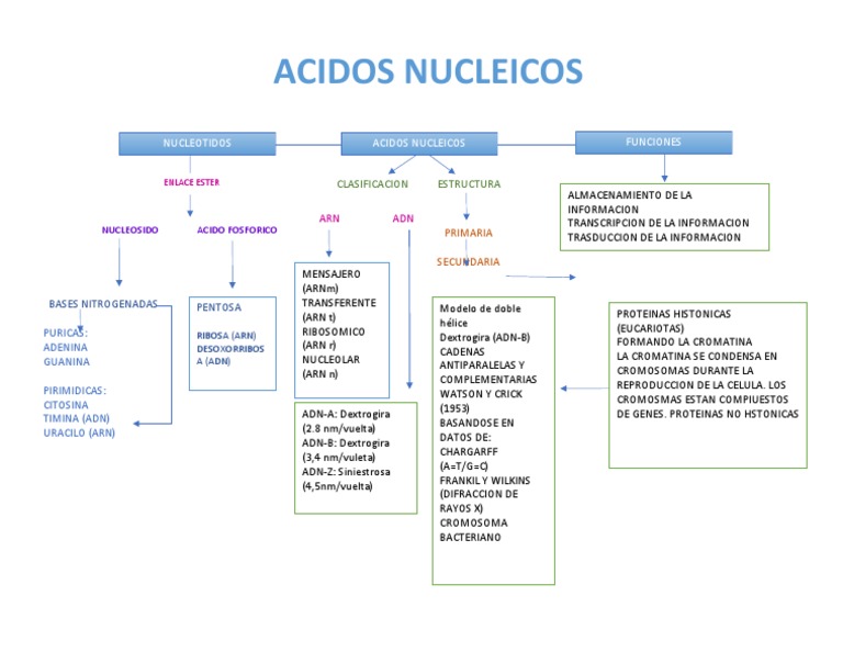Acidos Nucleicos | PDF | Rna | Adn
