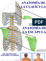35.canal - Anatomia de La Clavícula