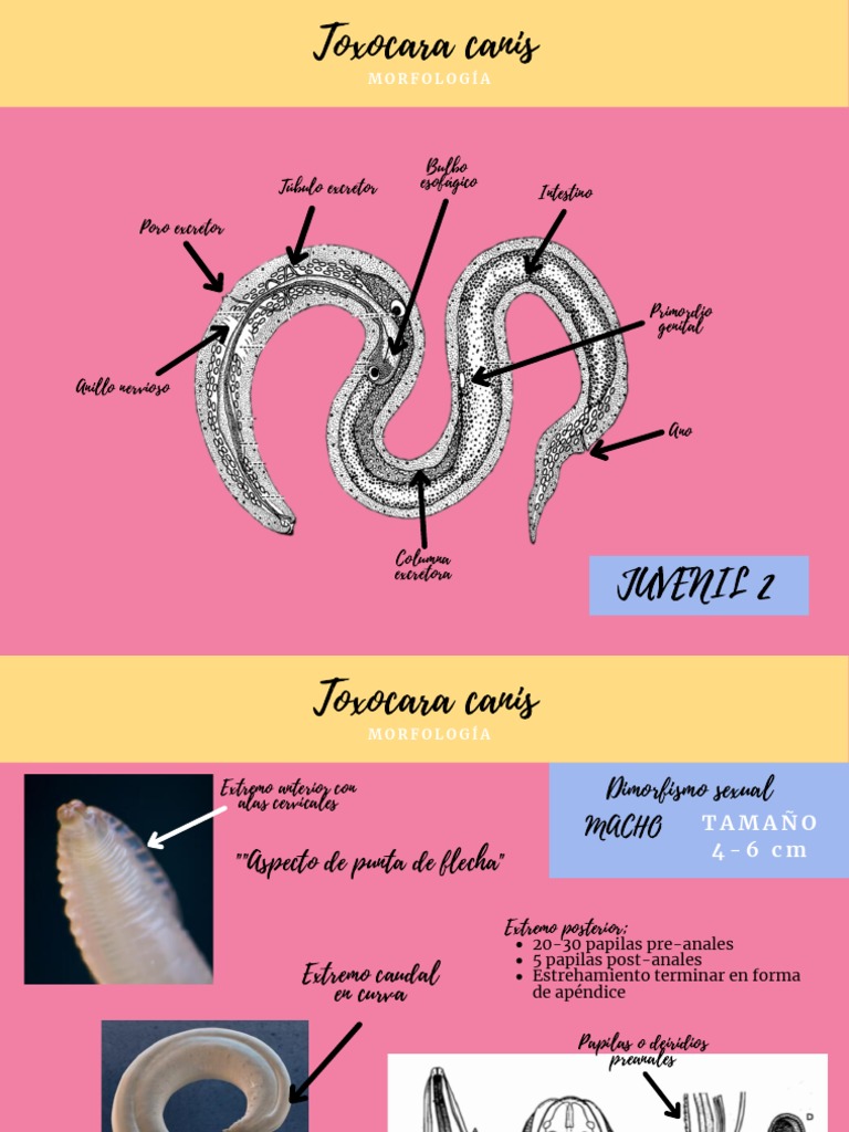 Toxocara Canis | PDF | Especialidades Medicas | Medicina Veterinaria