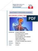 Anatomía Y Fisiología Humana: Esclerosis Lateral Amiotrófica
