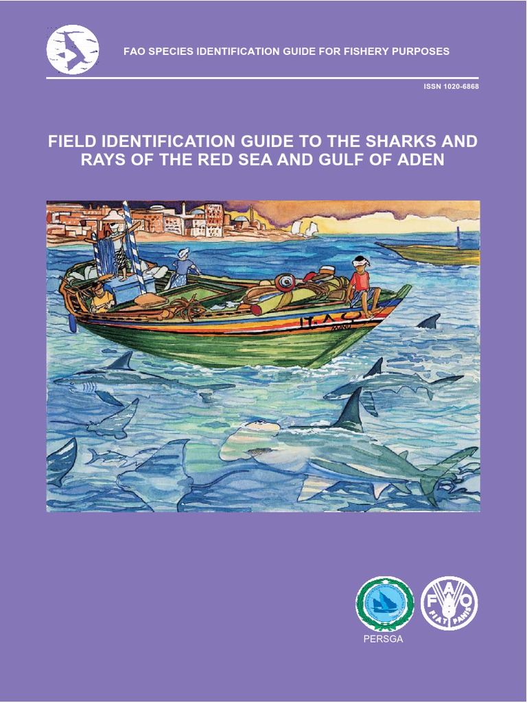 Sharks and Rays of the Red Sea Guide | PDF | Red Sea | Sea
