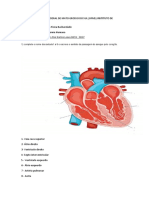 P3 Anatomia 22