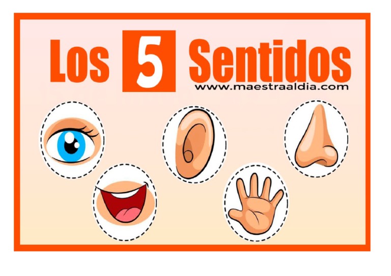 Los Sentidos PDF