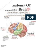 The Anatomy of Brain