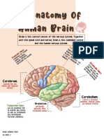 The Anatomy of Brain