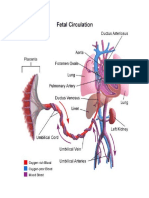 Fetal Circulation