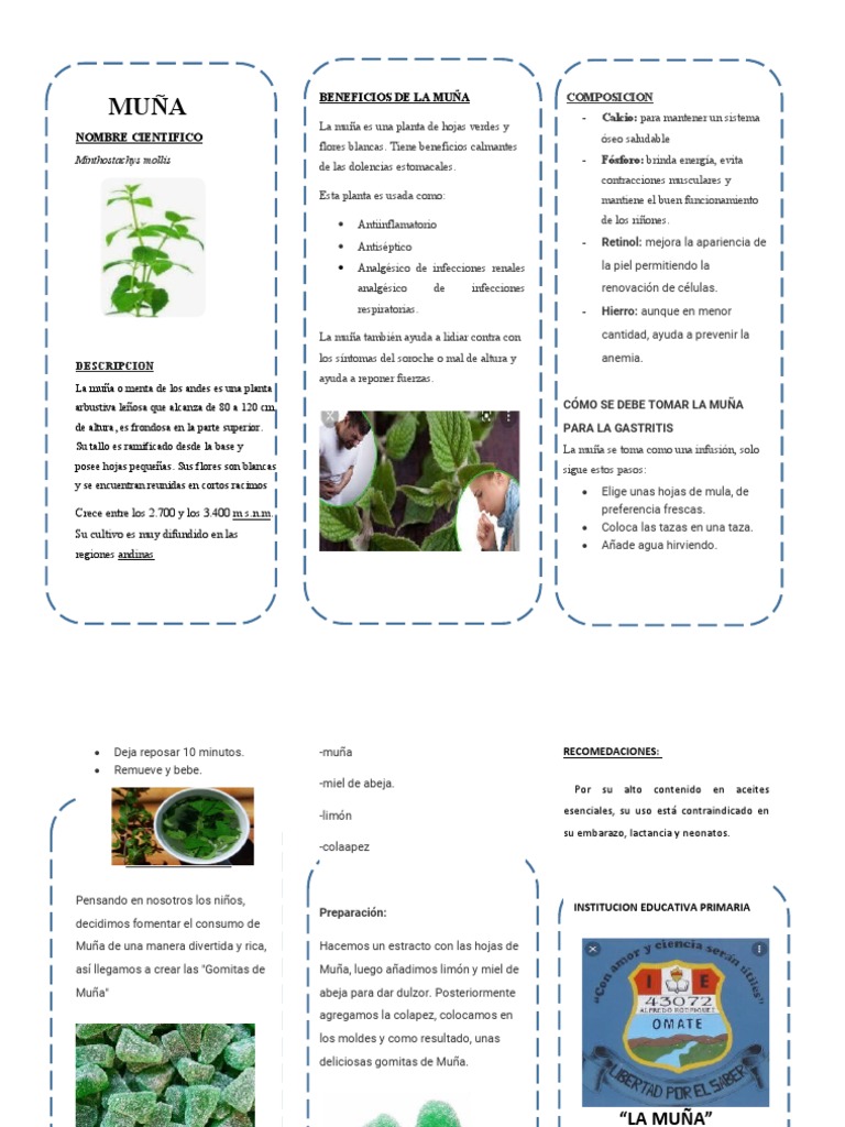 Beneficios de la Muña para Niños | PDF