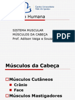 MUSCULOS CABEÇA