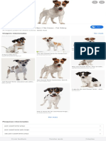 Jack Russell Terrier - Pesquisa Google