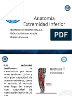 Anatomia de La Extremidad Inferior