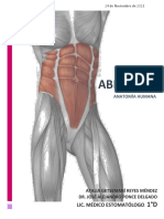 Anatomía abdominal