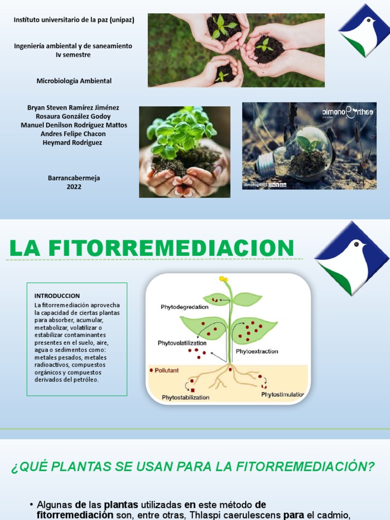 La Fitorremediacion | PDF | Contaminación | Tecnología Ambiental