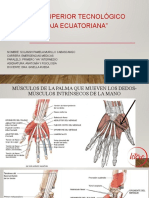 Presentación Musculo de La Palma Que Mueven Los Dedos