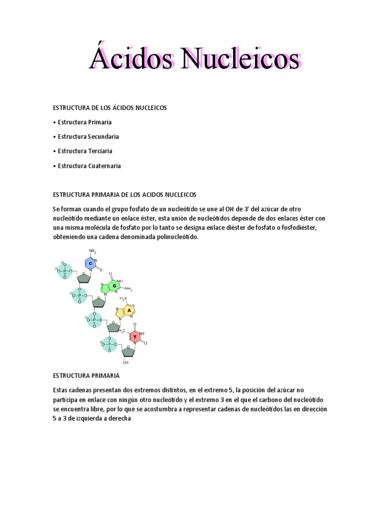 Estructura de los Ácidos Nucleicos | PDF | Adn | Rna