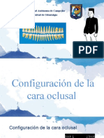 Configuración de la cara oclusal y estructura del tejido dentario