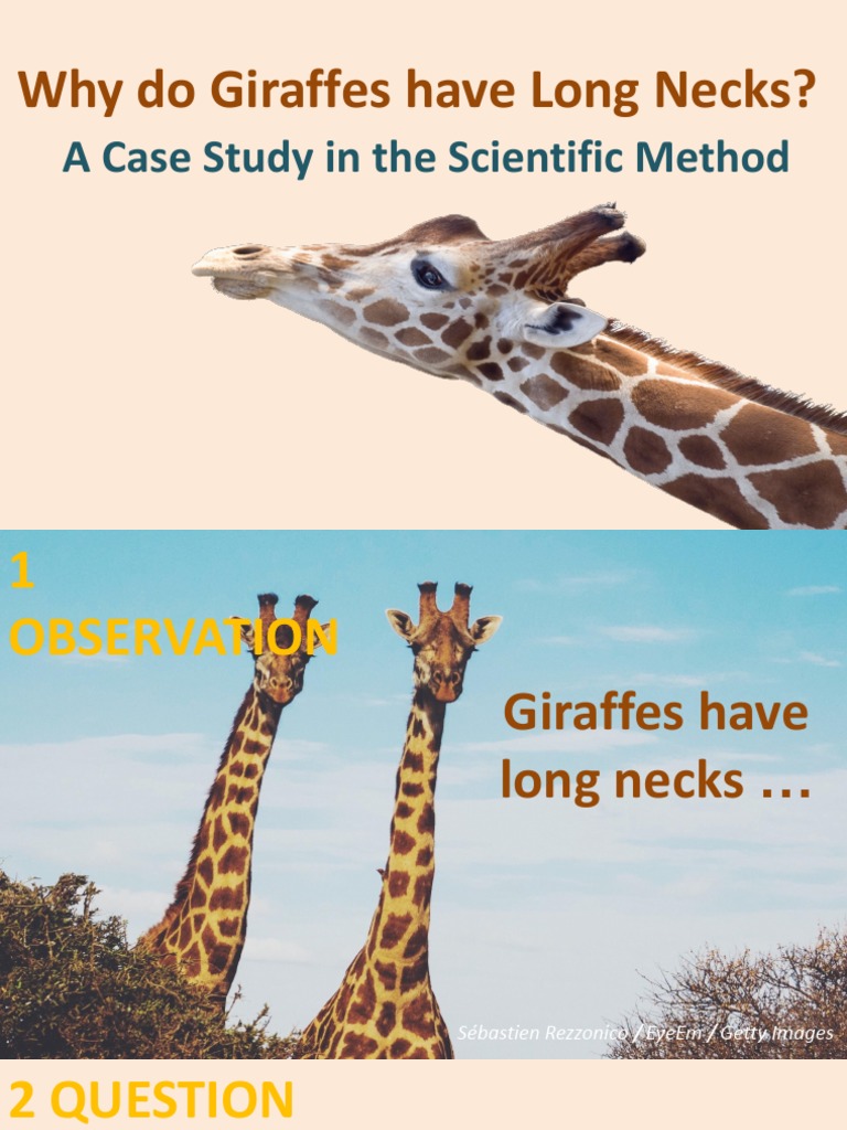 Why Do Giraffes Have Long Necks? | PDF | Giraffe | Hypothesis