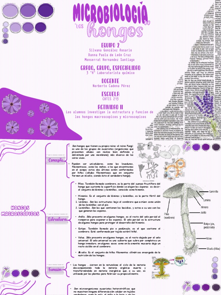 La Estructura Y Funcion De Los Hongos Macroscopicos Y Microscopicos El