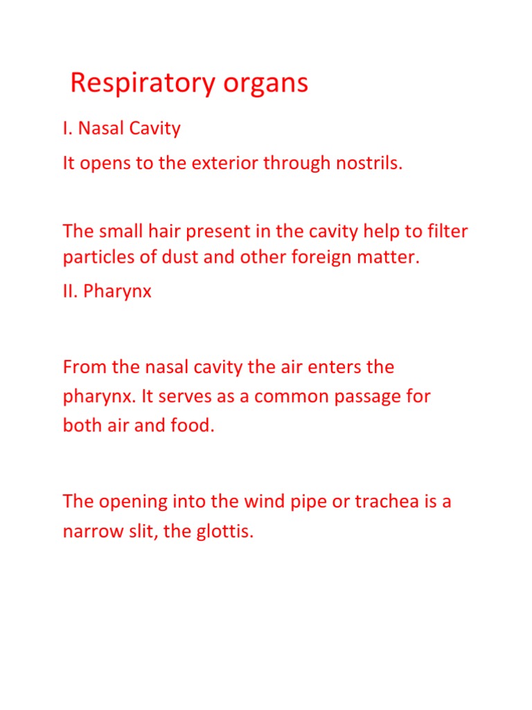 Respiratory Organs PDF