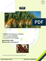Maize Grain Types and Origin