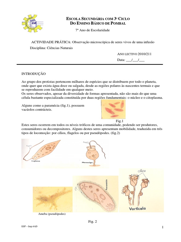 Observação de Seres Vivos Microscópicos | PDF | Célula (Biologia ...