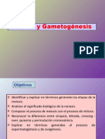 La meiosis y la formación de gametos