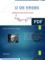 Ciclo de Krebs - 2