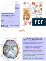 Nervi Cranici