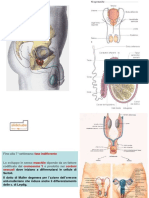 Genitale Maschile