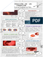 Formación de Un Embrión