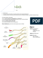 Plexo Lumbar