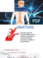 Sistema nervioso periférico: anatomía y organización
