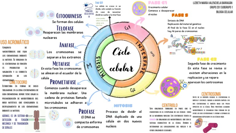 Fases de la Mitosis y Ciclo Celular | PDF | Mitosis | Procesos celulares