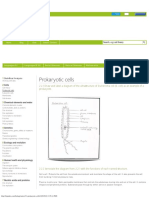 IB Biology Notes - 22 Prokaryotic Cells