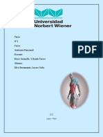 11SILVALUCEROTarea N°3 Cresta Iliaca e Inervaciones de Los Musculos Torax, Raquis, Abdomen.